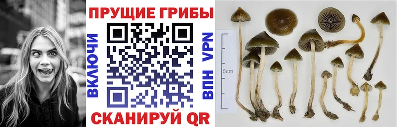 Купить где  Чулым  Галлюциногенные грибы мицелий 